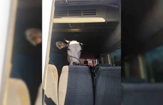 Didim’den kaçan hayvan hırsızları Konya’da...