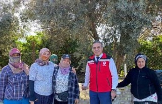 Aydın’da mandalina hasadı başladı