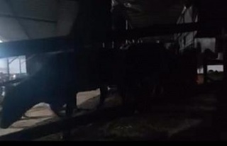 Aydın’da pasaportsuz hayvan sevkiyatına 1,2 milyon...