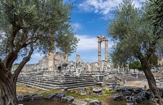 Başkan Gençay: "Zeytin ağacı Didim’in hafızasıdır"