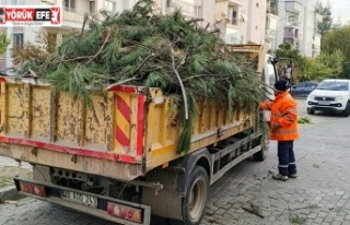 EFELER’İN EKİPLERİ ÇALIŞIYOR KENTİN YEŞİL...