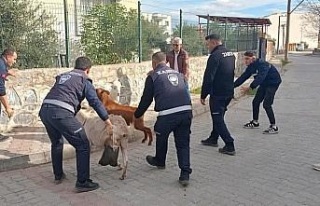 Germencik’te başıboş keçiler toplandı