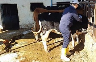 Kuyucak’ta şap alarmı