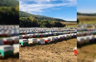 Söke’de arılı kovan tespiti yapıldı