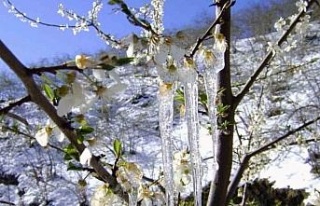 Aydın’da zirai don alarmı: "Bazı ilçelerde...