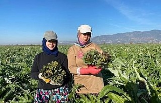 Coğrafi İşaretli Aydın Enginarı’nda yılın...