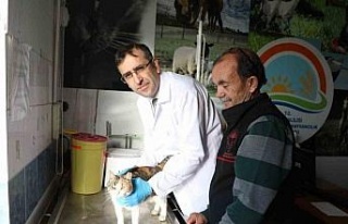 Kedi ve köpeklere mikroçip uyarısı: 31 Aralık...