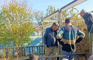 Koçarlı’da üreticiye 4 bin incir fidanı dağıtıldı