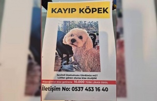 Köpeğini bulana 10 bin lira ödül verecek