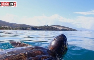 Kuşadası’nda son bir haftada 3 deniz kaplumbağası...