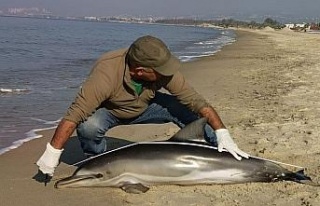 Kuşadası’nda yunus balığı karaya vurdu