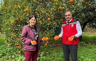 Kuyucak’ta portakal hasadı yapıldı, üreticilere...