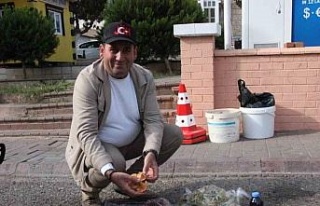 Lezzeti cezbediyor, toplaması dikkat istiyor