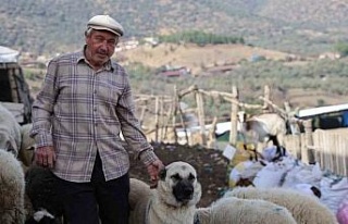 Şap karantinası meraları boşalttı