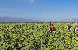 Söke’de 10 bin dekarlık alana ayçiçeği tohumu...