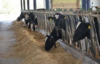 Aydın hayvancılıkta Türkiye zirvesinde