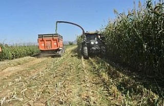 Aydın’da kaba yem üretimi artıyor