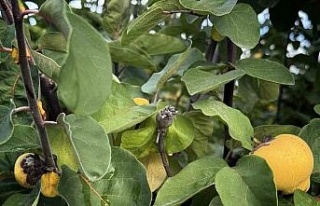 Bir yılda zirai dondan etkilenen üreticilere 54...