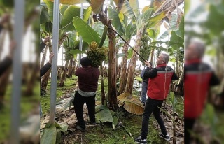 Efeler’de muz hasadı başladı