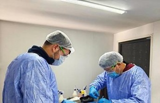 Germencik Belediyesi sokak hayvanları için kısırlaştırma...