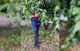 Narenciye bahçeleri kontrol edildi