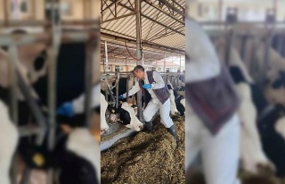 Söke TAYEM’de tüberküloz ve brucella taraması...