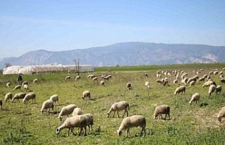 Söke’de yetiştiricilere destekleme icmali uyarısı