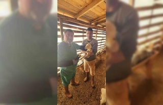 Tarım Müdürlüğü’nden Sazlı’da hayvan sağlığı...