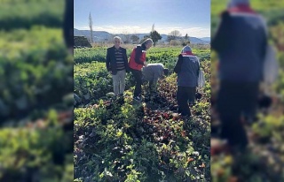 Tarımda kimyasalsız üretime yerinde inceleme
