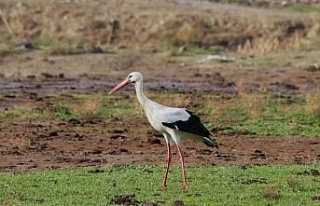 Aydın’da ilk leyleği gördü, bir çuval unu kaptı