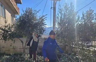 Buharkent’te kursiyerler zeytin ağaçları başında...