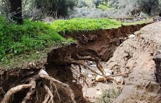 Dere suları yön değiştirdi, zeytinlikte ikinci...