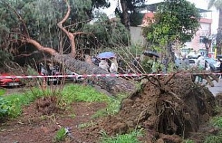 Dev çam ağacı park halindeki araçların üzerine...