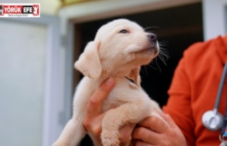 DİDİM BELEDİYESİ’NDEN CAN DOSTLARA SEVGİYLE...