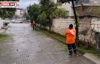 EFELER BELEDİYESİ’NDEN UMURLU’YA KAPSAMLI TEMİZLİK...