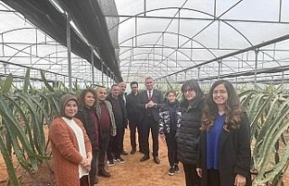 "Efeler’de Pitaya Güçleniyor" projesi...