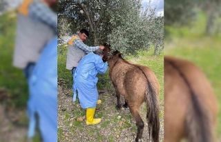 İncirliova’da Afrika At Vebası’na karşı çalışma...