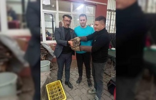 Kahvehane camına çarpan baykuş rehabilitasyona...