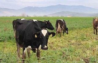 Karacasu’da şap hastalığına yönelik karantina...