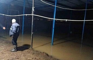 Koçarlı’da su baskını sonrası hayvan tahliyesi...