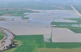 Menderes taştı, yüzlerce dönüm sular altında...