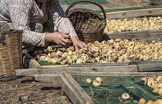 Nazilli’de incir üreticileri bilinçleniyor