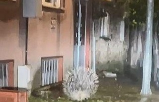 Yenipazar’da nesli tükenmekte olan oklu kirpi kameraya...