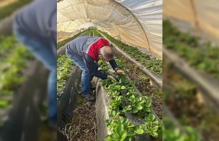 Aydın’da hasat öncesi çilek bahçeleri kontrol...