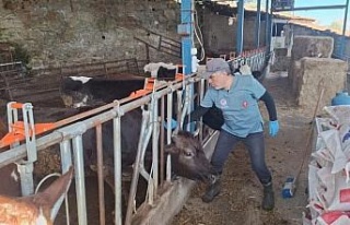 Aydın’da şap ve hastalıklara karşı aşılama...