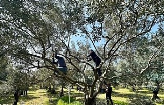 Koçarlılı üreticilere uygulamalı budama eğitimi