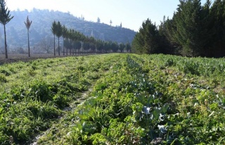 Adabahçe’De Kış Hasadı 