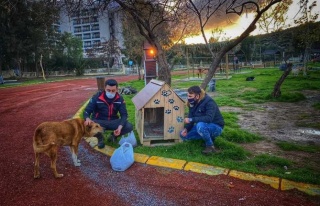 Ak Parti Gençlik Kolları Sokak Hayvanlarını Yalnız...