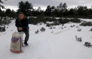 Aydın’Da Yaban Hayvanları İçin Dağlık Alanlara...