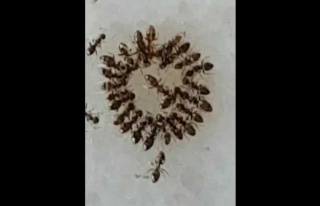 Aydın’In Simgesi İncir Yaprağı Hastane Mikrobuna...